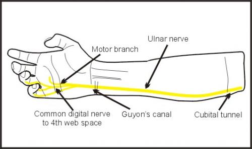 ulnar_nerve
